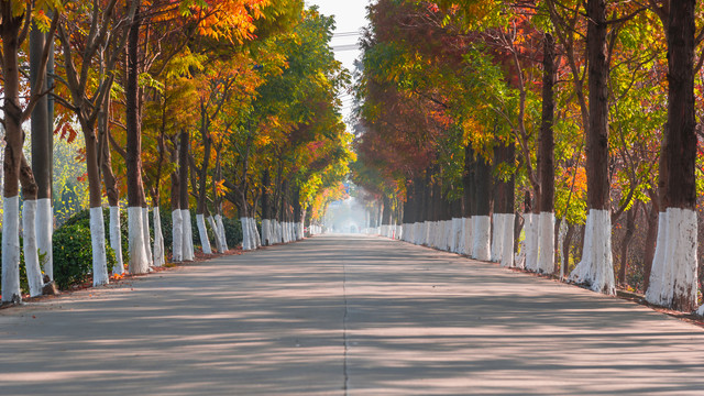 乡村公路秋景