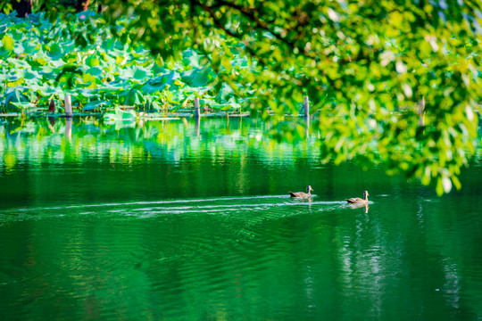 西湖风景