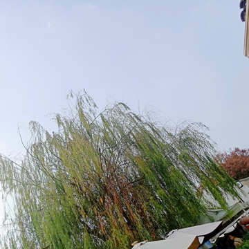 柳树