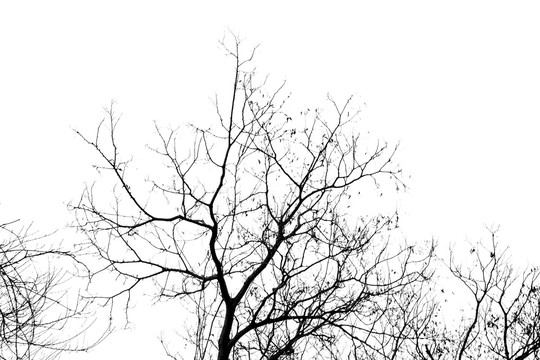 天空枯树枝