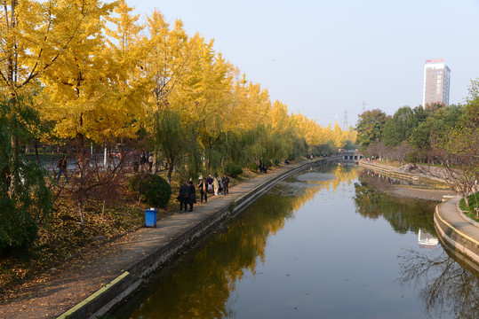 银杏树河岸