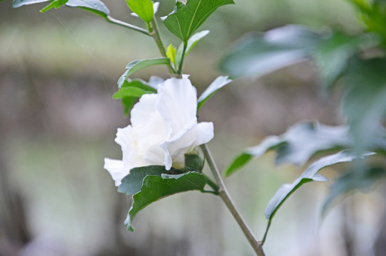 白色木槿花