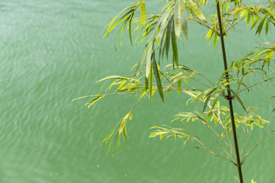 水边一根竹子