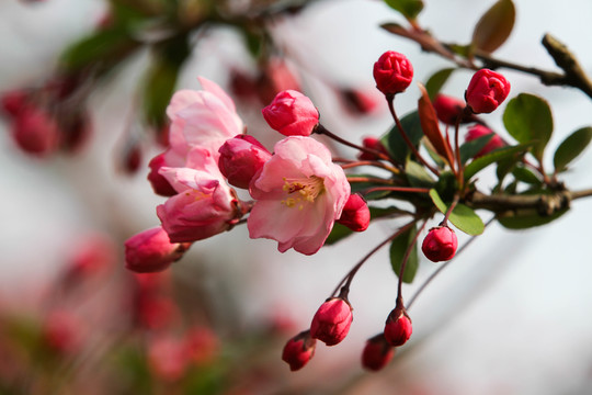 樱花