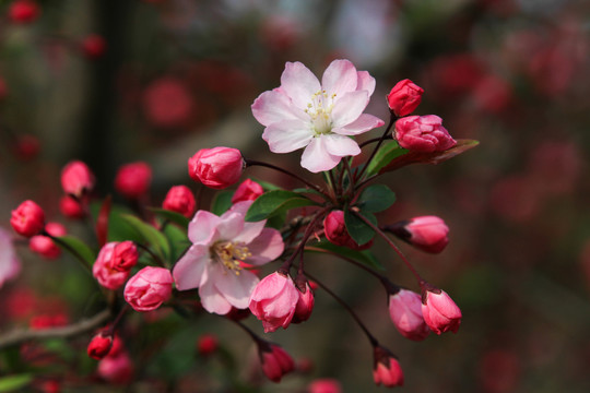 樱花花开