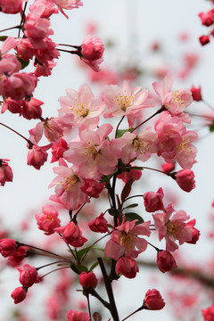 分红樱花