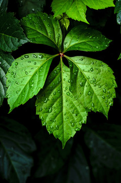 雨后的树叶