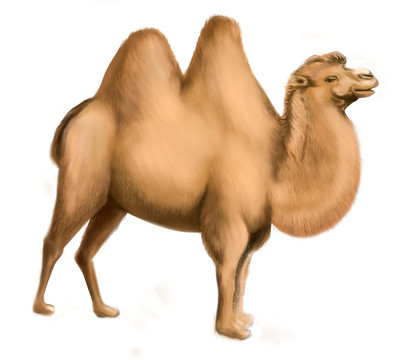 骆驼手绘插画ps分层素材