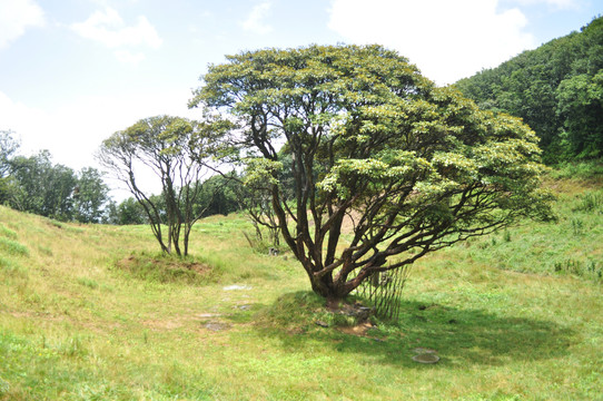 金佛山杜鹃王