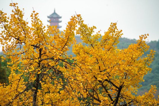 惠山秋色