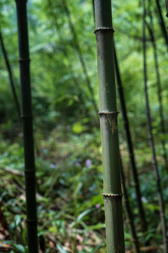 竹林竹叶竹笋山林