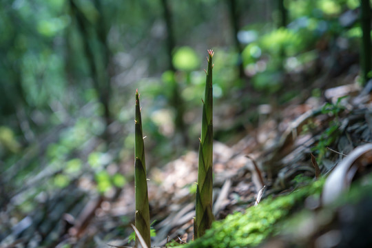 竹林竹叶竹笋山林