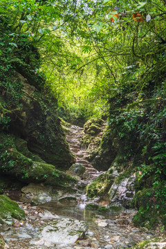 石阶山路小径森林背景