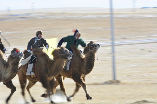 那达慕赛骆驼比赛