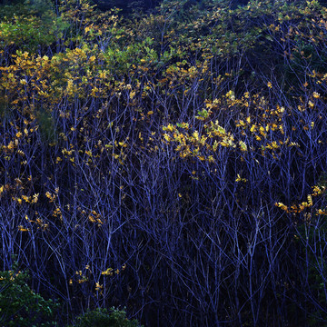 秋天带黄叶的树林