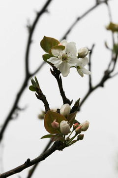 枝丫上的樱花