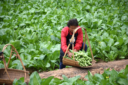 连州菜心