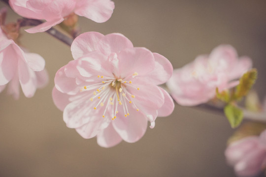 粉色樱花瓣特写