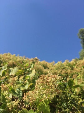 薇甘菊