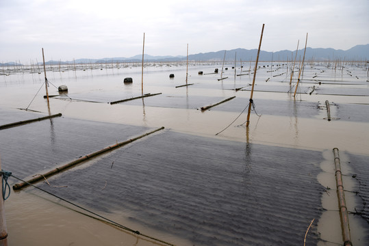 福建霞浦海产养殖场的紫菜