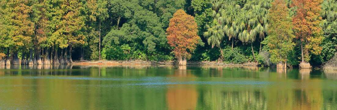 秋天树林湖水倒影宽幅
