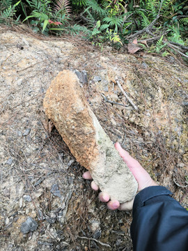 牙齿化石巨人门齿