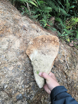 牙齿化石巨人门齿