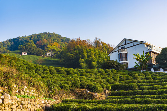 茶叶种植