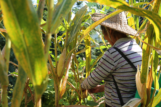 农妇摘玉米