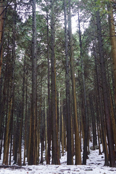 冬季杉木林