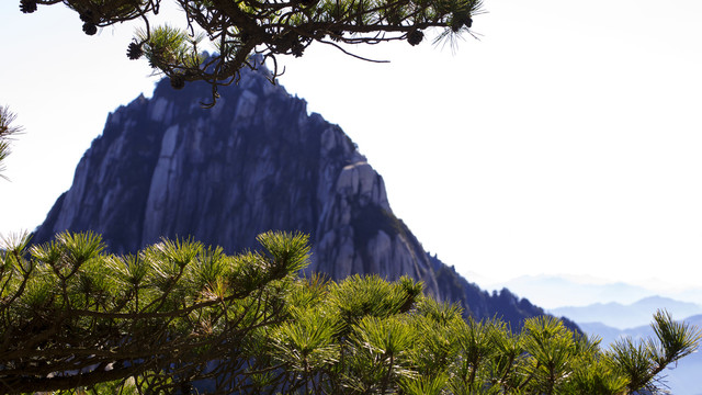 黄山松