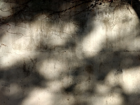 墙面树影