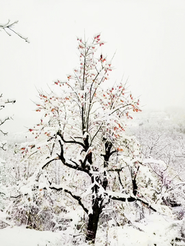 雪后柿子树