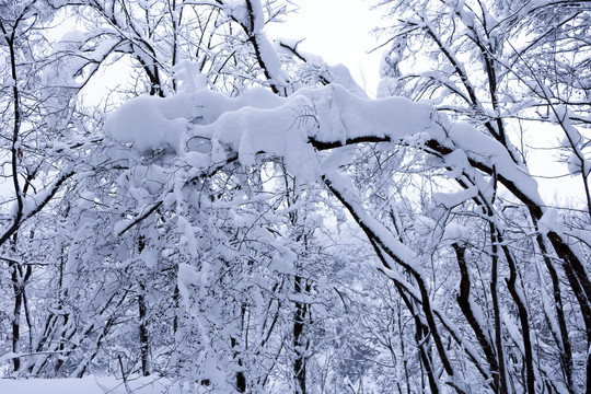 积雪树枝