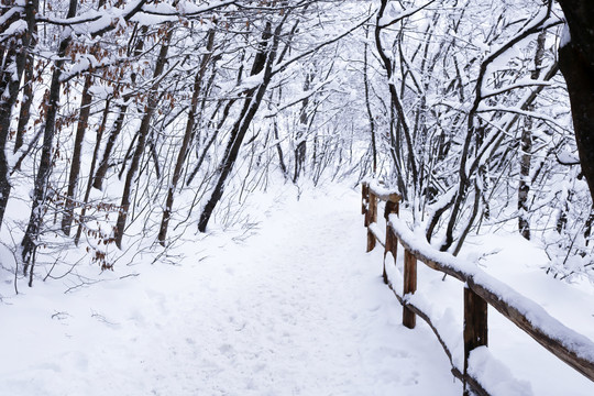 积雪的小路