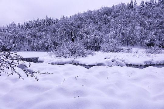 雪天森林