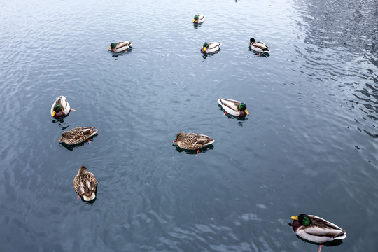 水面的野鸭群
