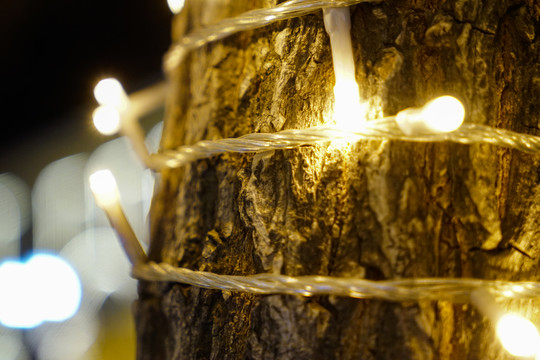 树干上的LED串灯