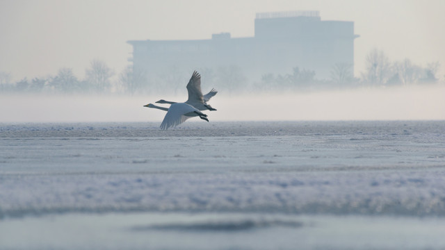 结冰的湖面上两只飞翔的天鹅
