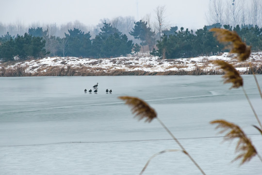 冰冻的河面上的野鸭