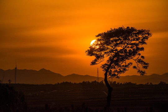 夕阳与树