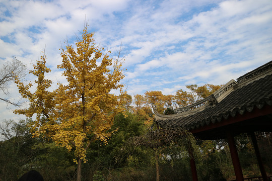 屋檐绿树天空