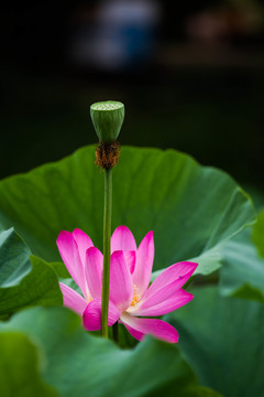 荷花莲蓬