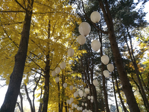 白色气球装饰的森林