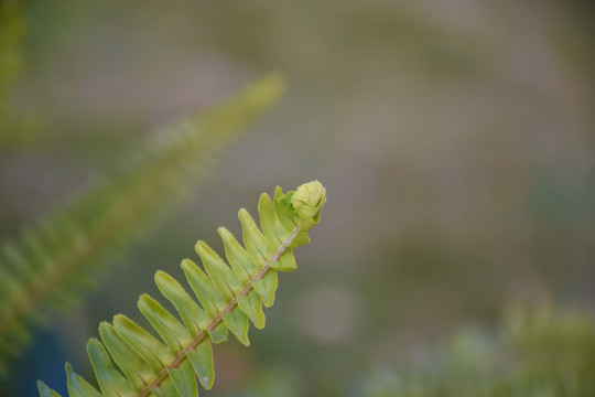 蕨类植物