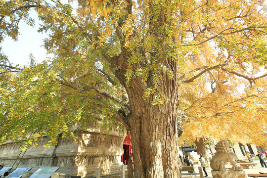 五塔寺古银杏树