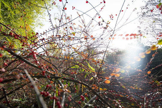 秋季植物红色果实叶子