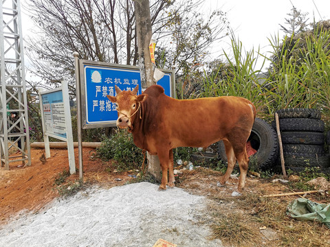 黄牛