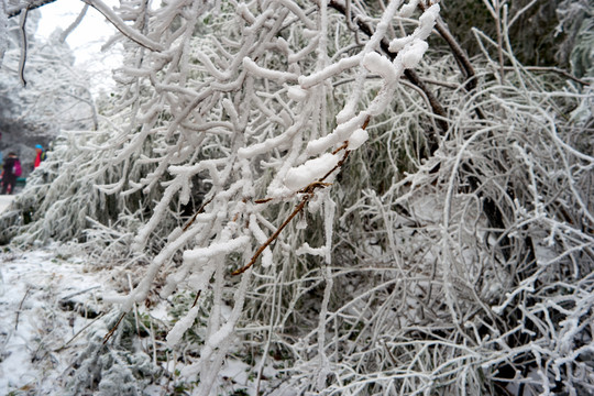 冰挂雪松