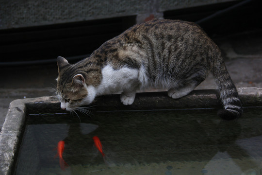 猫和鱼